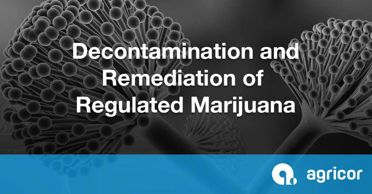 Decontamination and Remediation of Regulated Marijuana