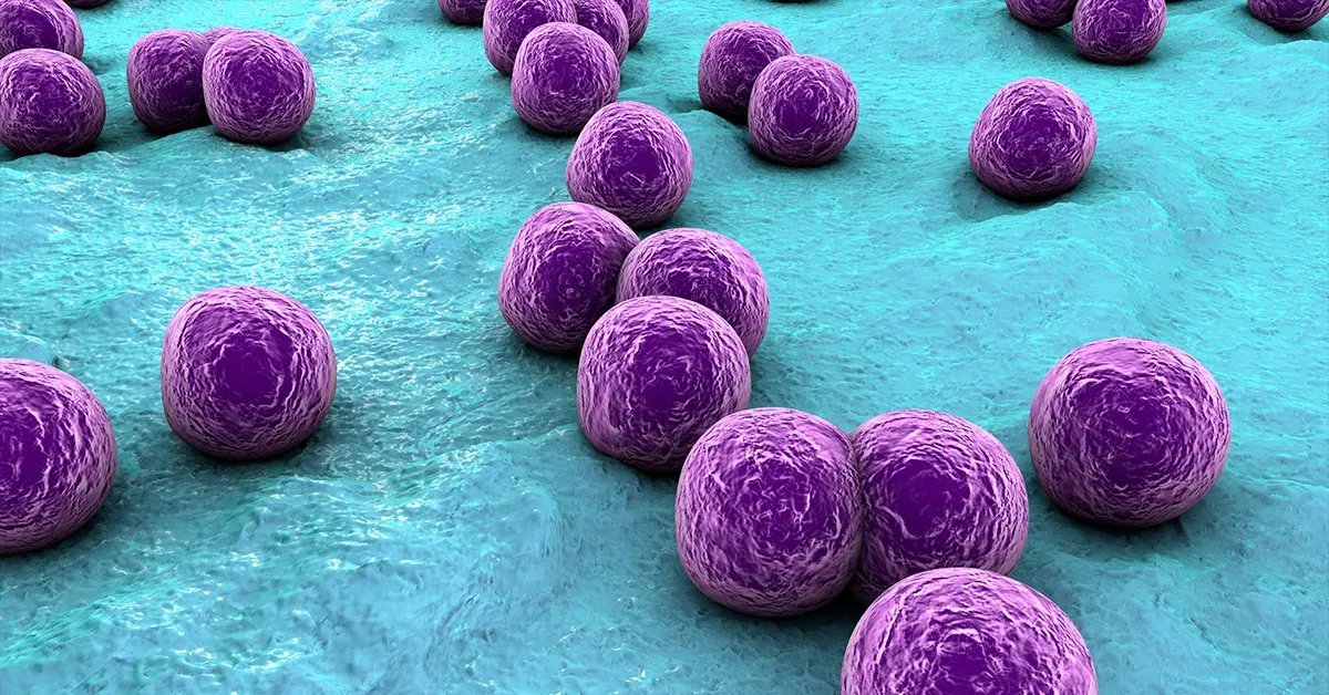 Staphylococcus under microscope