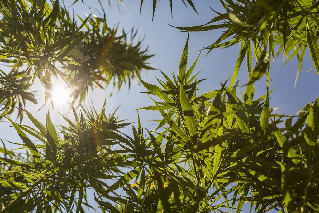 Cannabis growing in the sun