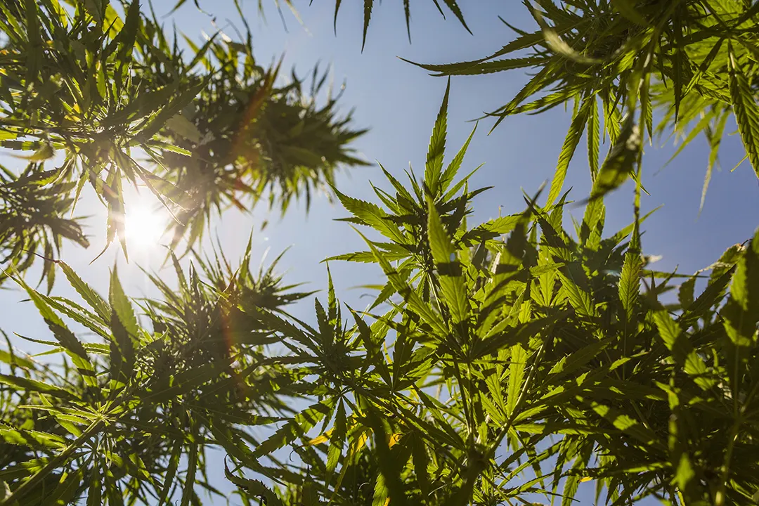 Oregon Cannabis Testing Summary of Regulations effective Jan 1, 2021