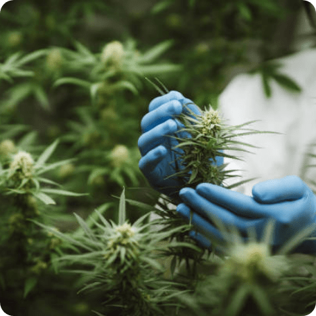 Gloved hands handling hemp plants