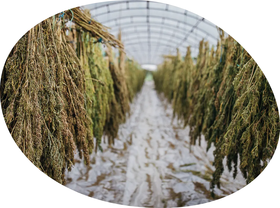Cannabis hanging to dry