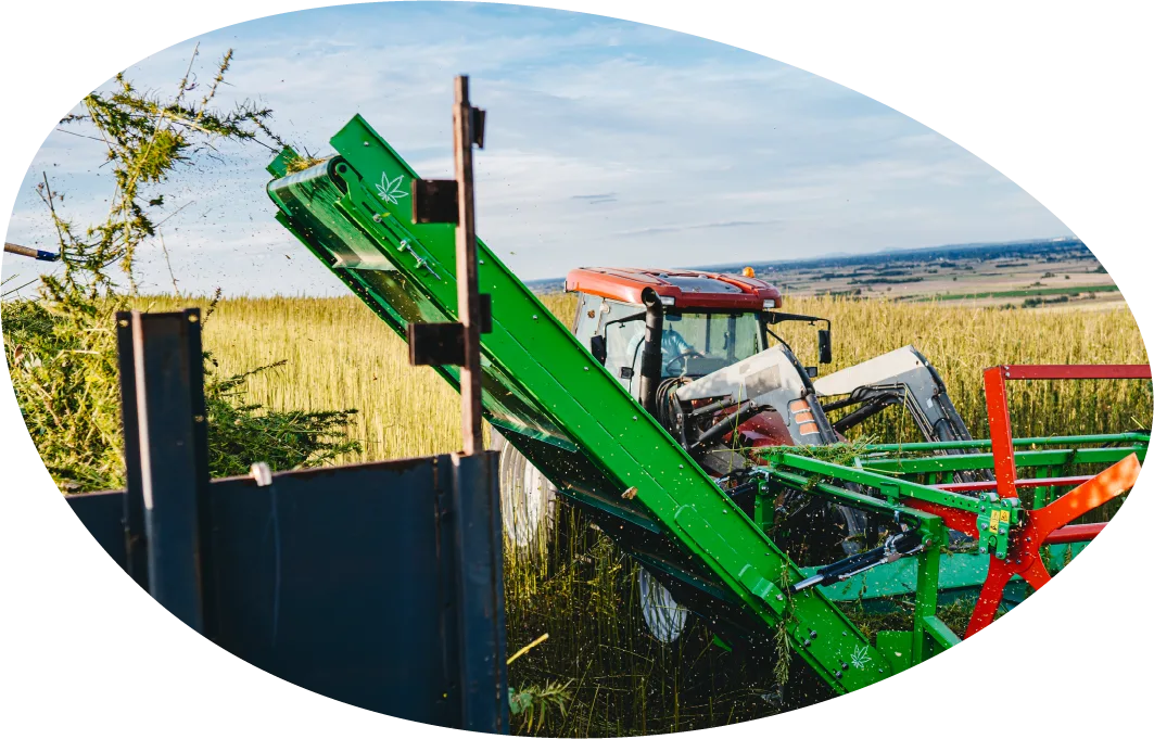 Hemp being harvested